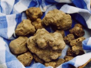 sagra_tartufo